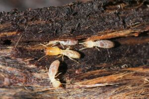 Closeup on some workers and a soldier western subterranean termite, Reticulitermes hesperus